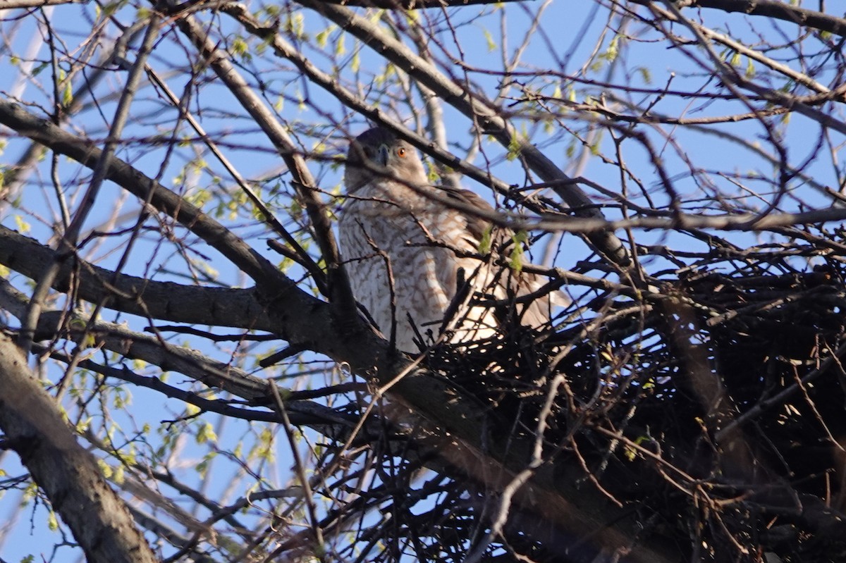 Cooper's Hawk - ML616960887