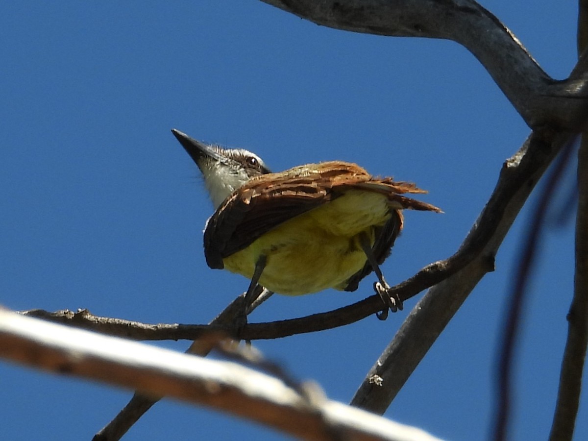 Great Kiskadee - Rocío Reybal 🐦