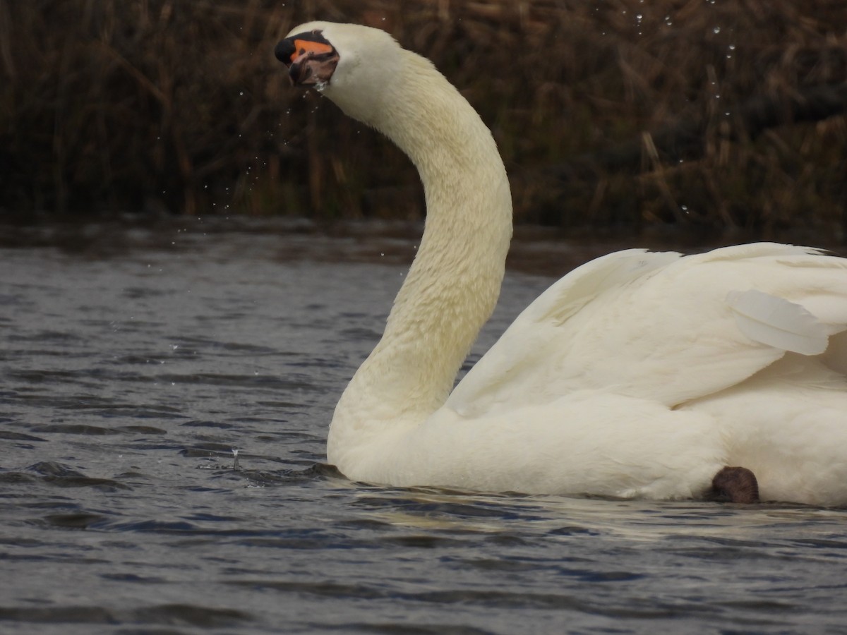 Mute Swan - John McKay