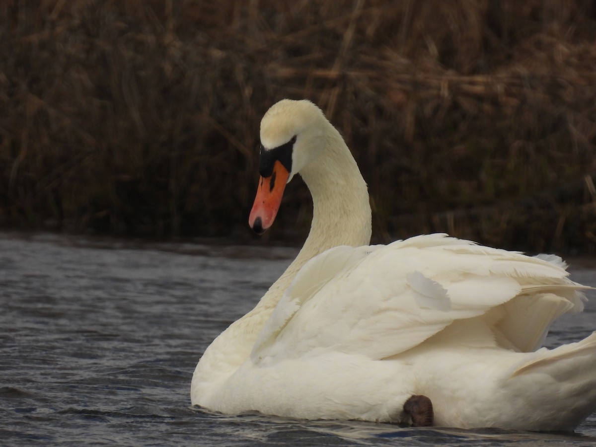 Mute Swan - ML616960900