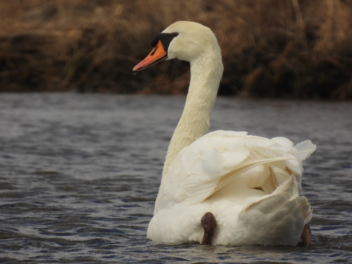 Mute Swan - John McKay