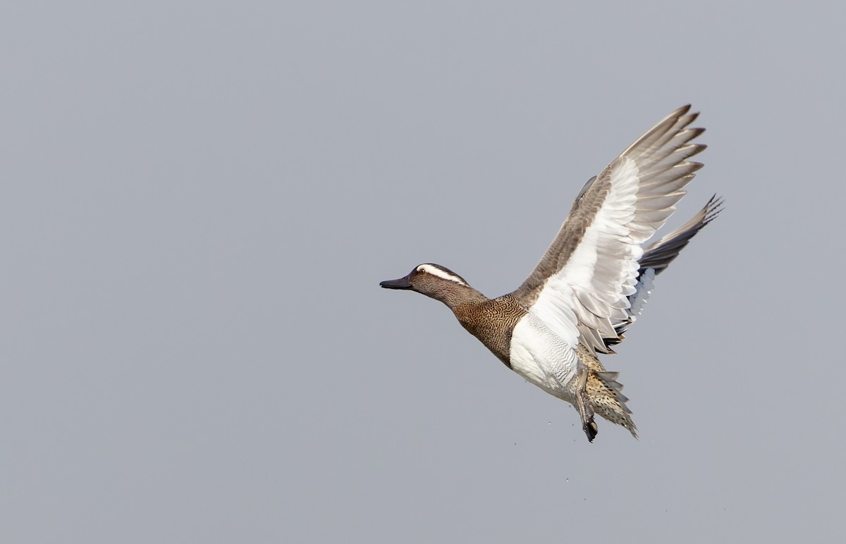 Garganey - ML616960904