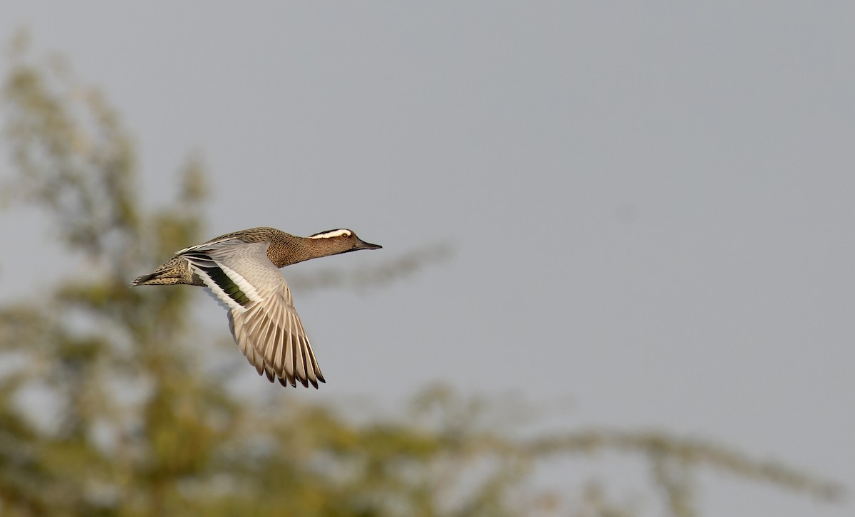 Garganey - ML616960908