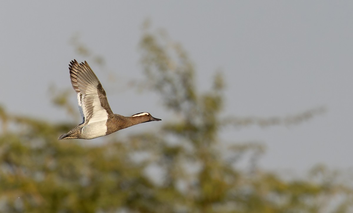 Garganey - ML616960911