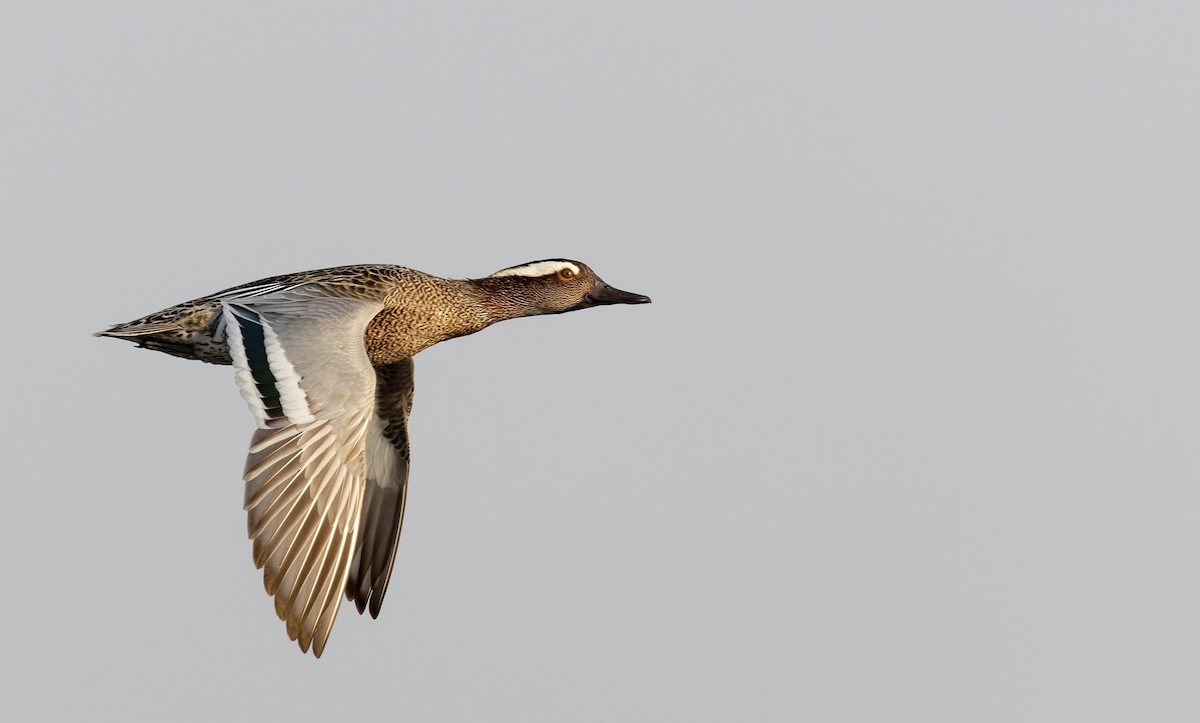 Garganey - ML616960914