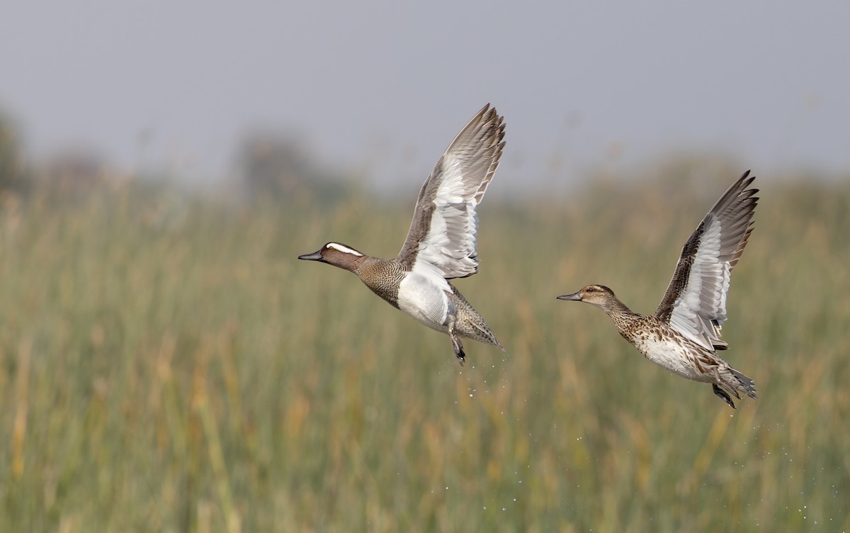 Garganey - ML616960915