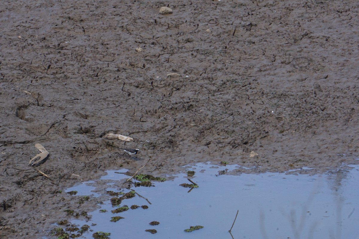 White-browed Wagtail - Kirubakaran Valayapathi