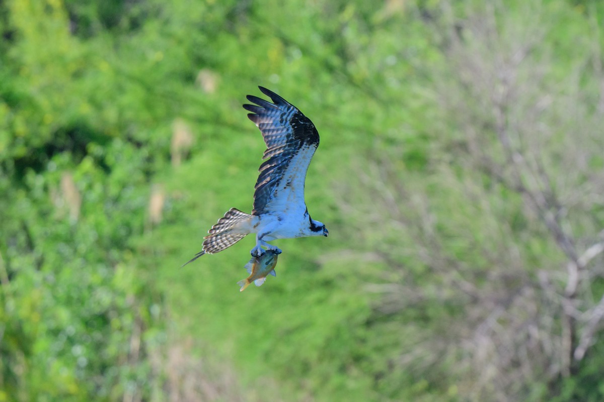 Águila Pescadora - ML616960953