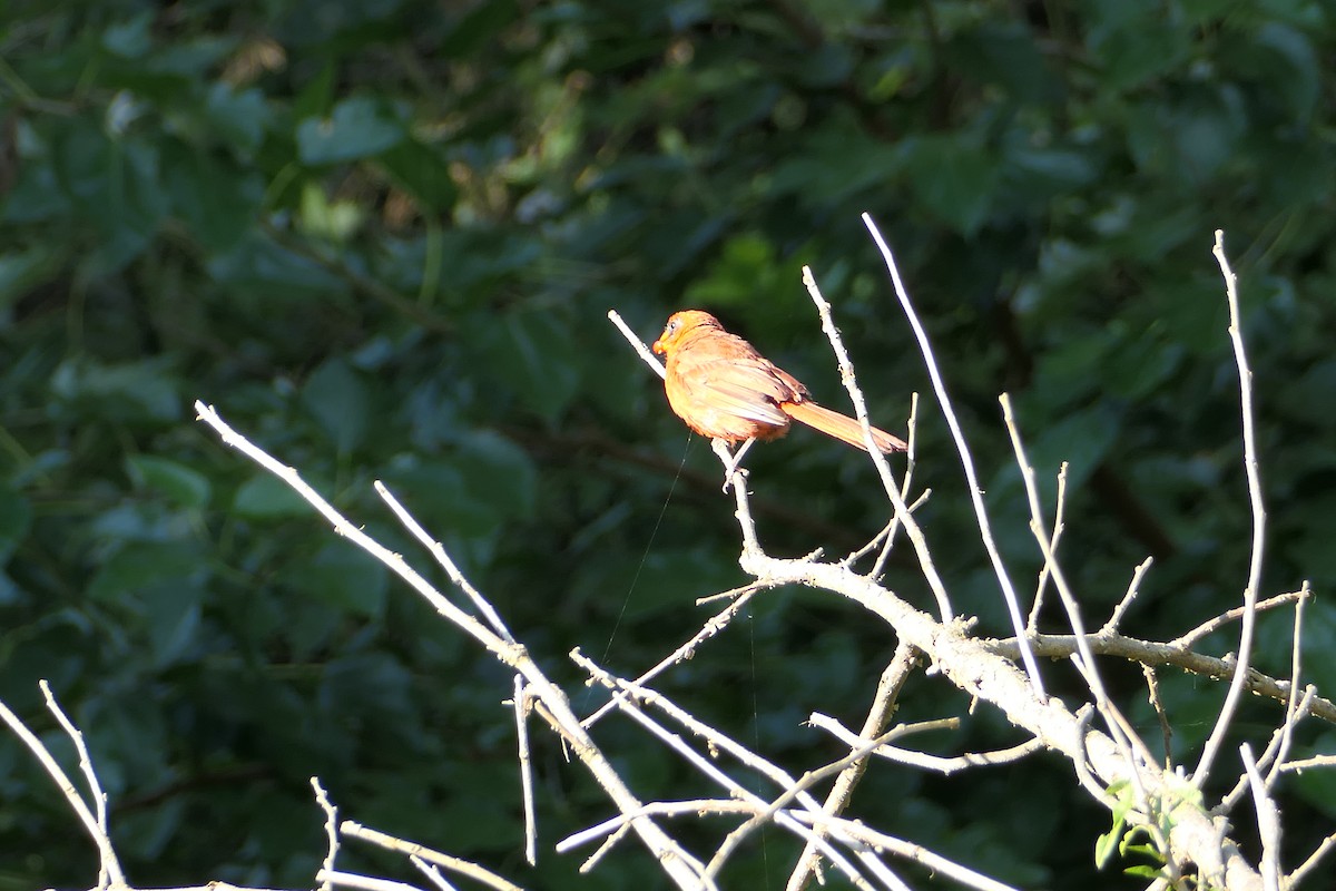 Cardinal rouge - ML616960959