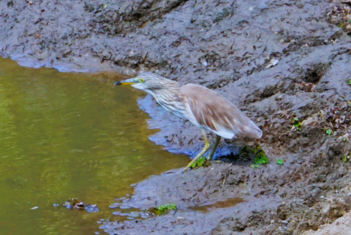 Indian Pond-Heron - Kirubakaran Valayapathi