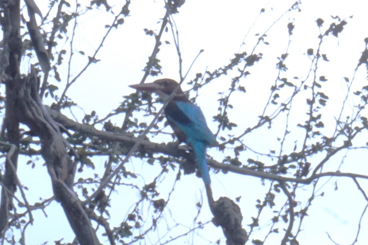 White-throated Kingfisher - Kirubakaran Valayapathi