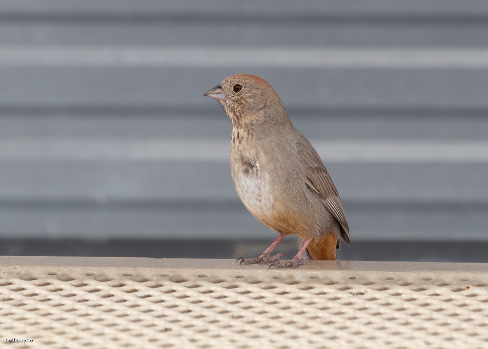 Canyon Towhee - ML616960979