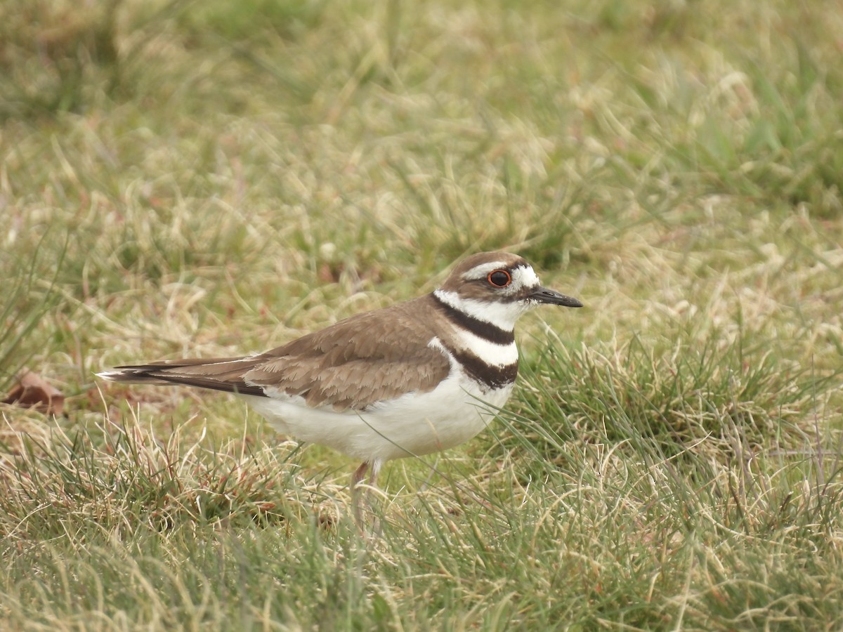 Killdeer - John McKay