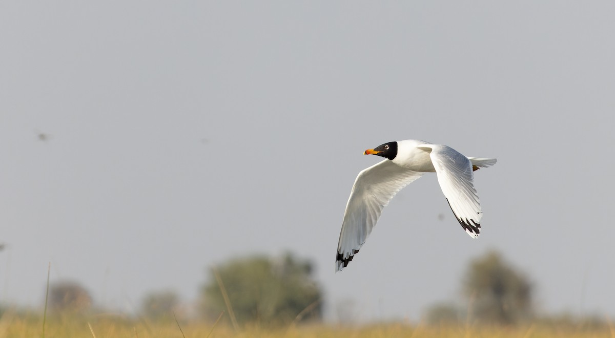 Pallas's Gull - ML616961063