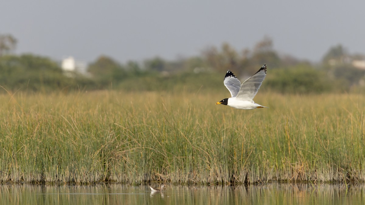 Pallas's Gull - ML616961088