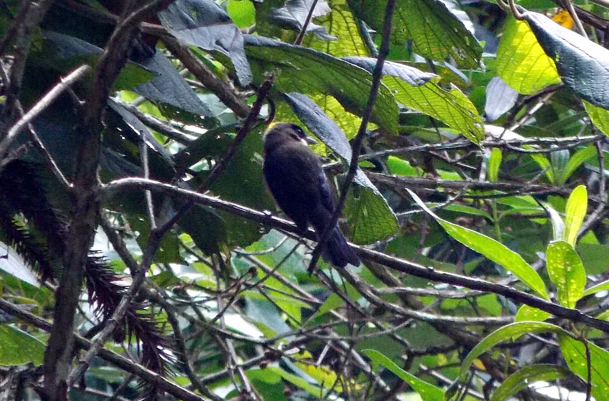Black-goggled Tanager - ML616961091
