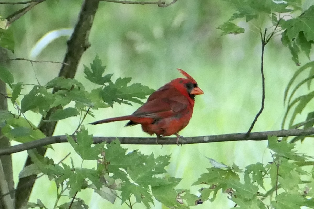 Cardinal rouge - ML616961133