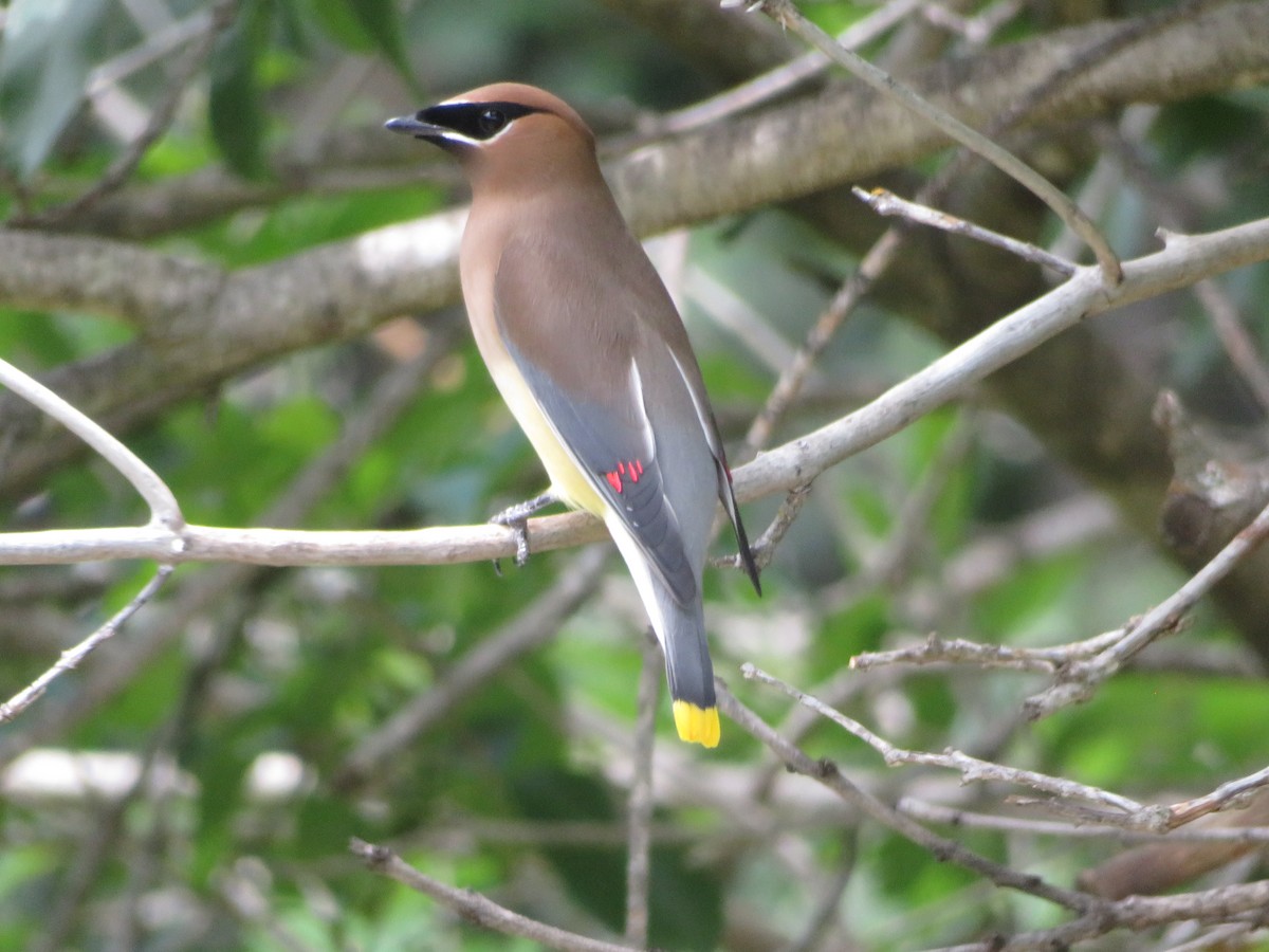 Cedar Waxwing - ML616961145