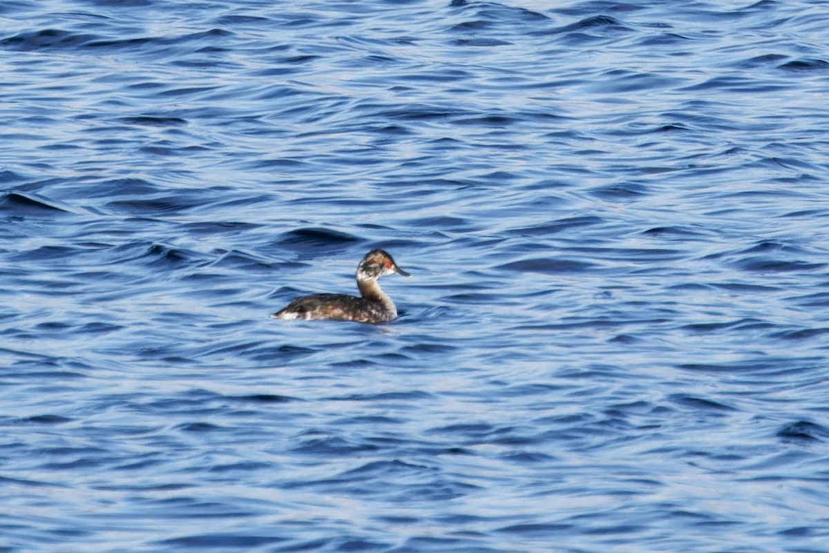 Horned Grebe - ML616961178