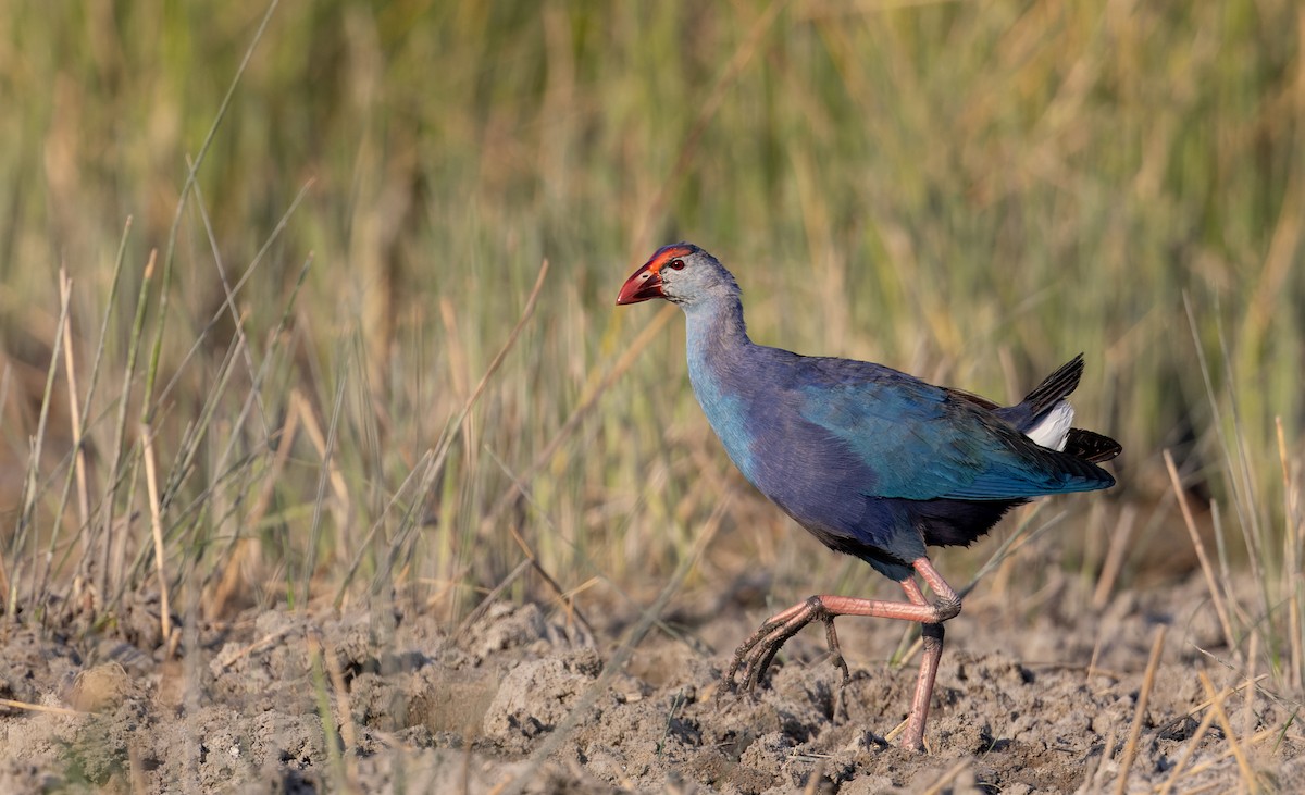 Gray-headed Swamphen - ML616961184