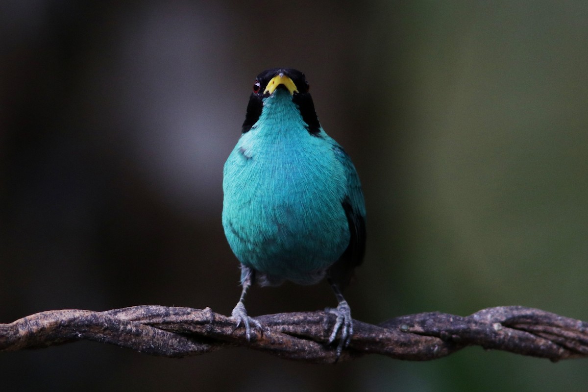 Green Honeycreeper - Richard Dunn