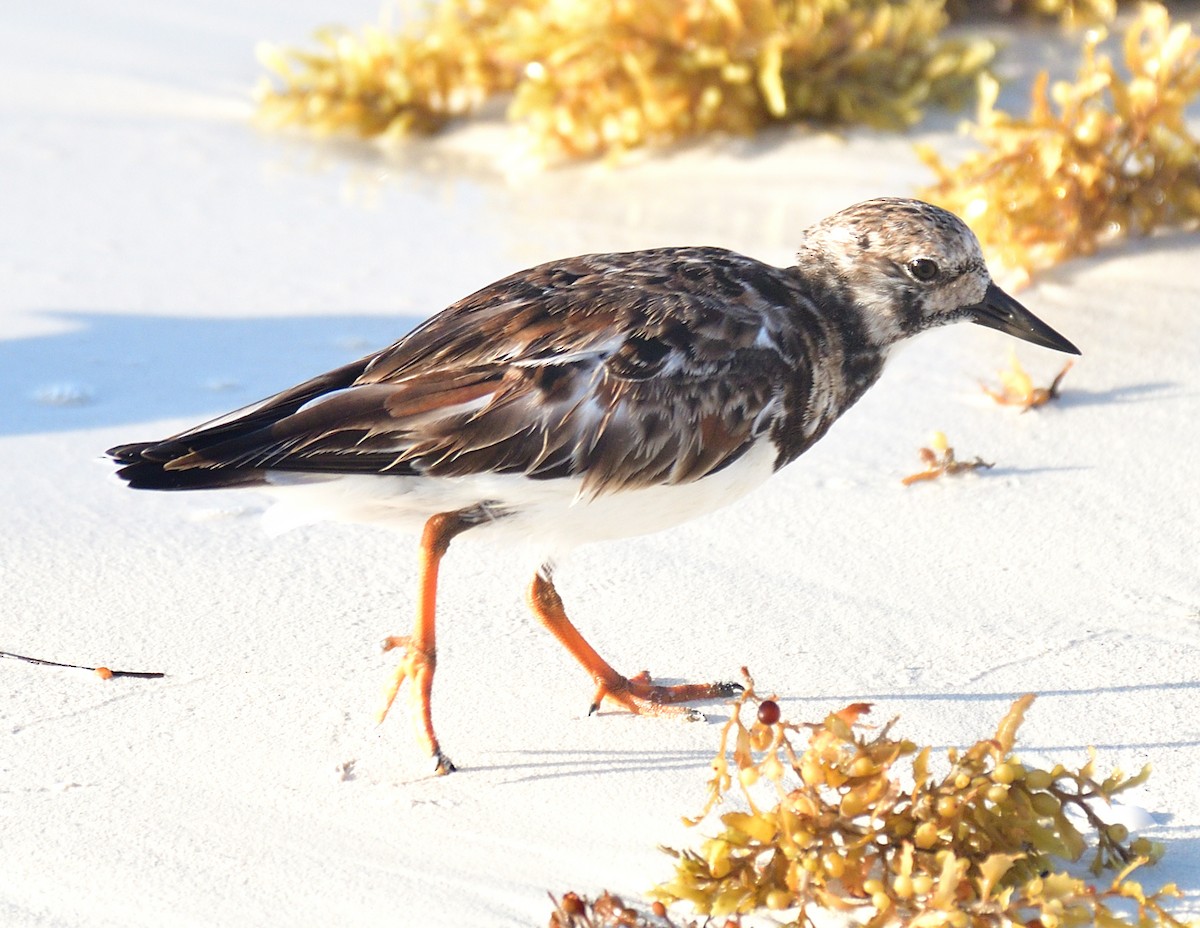 Ruddy Turnstone - ML616961229