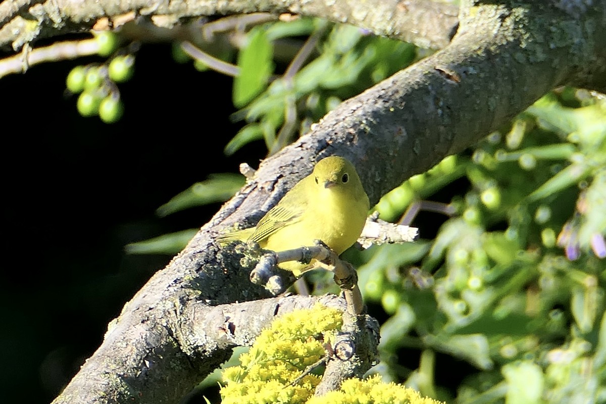 Paruline jaune (groupe aestiva) - ML616961236