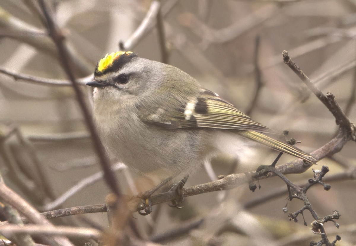 Golden-crowned Kinglet - David Nicosia