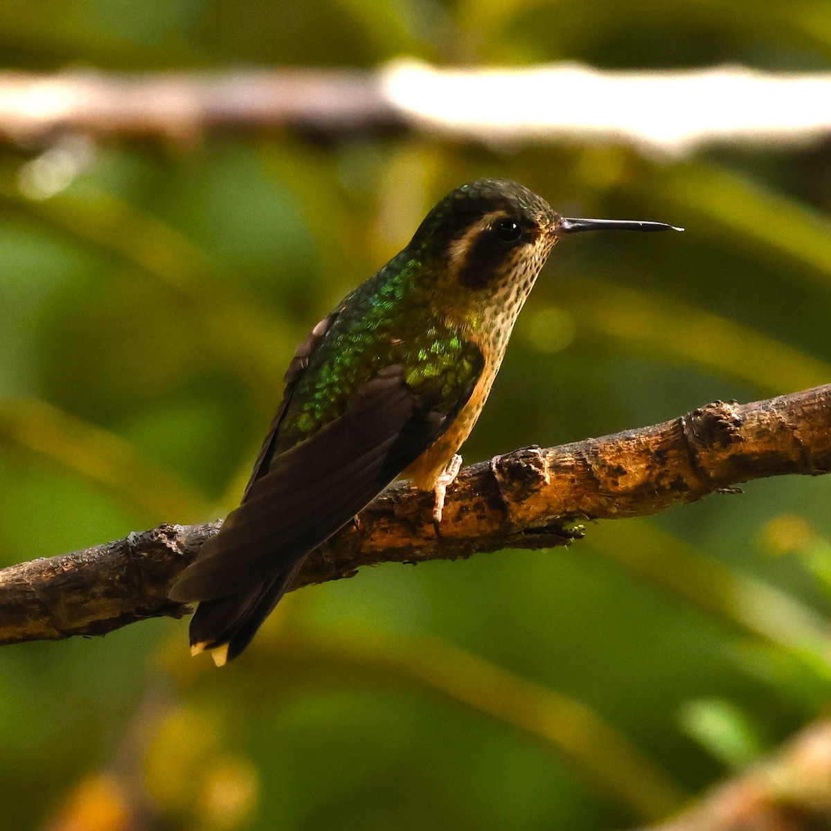 Speckled Hummingbird (melanogenys Group) - ML616961301