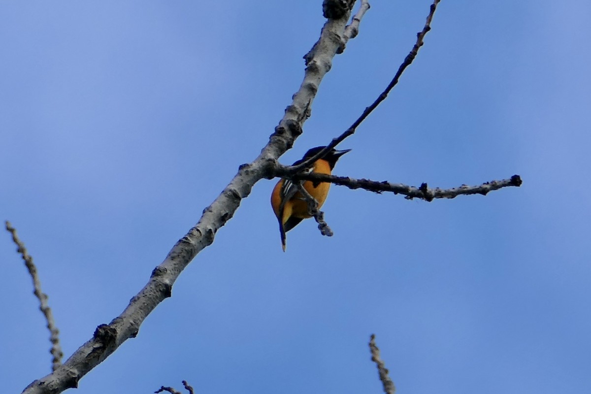 Oriole de Baltimore - ML616961307