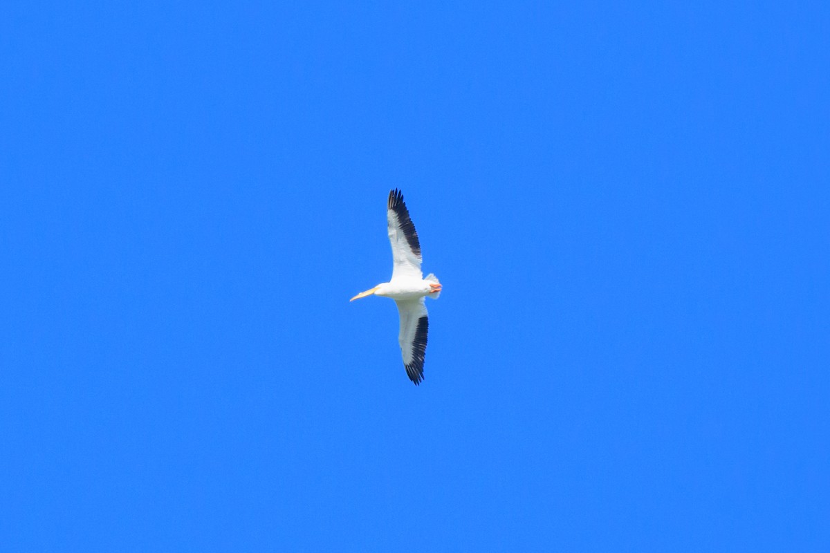 American White Pelican - John Kuenzli