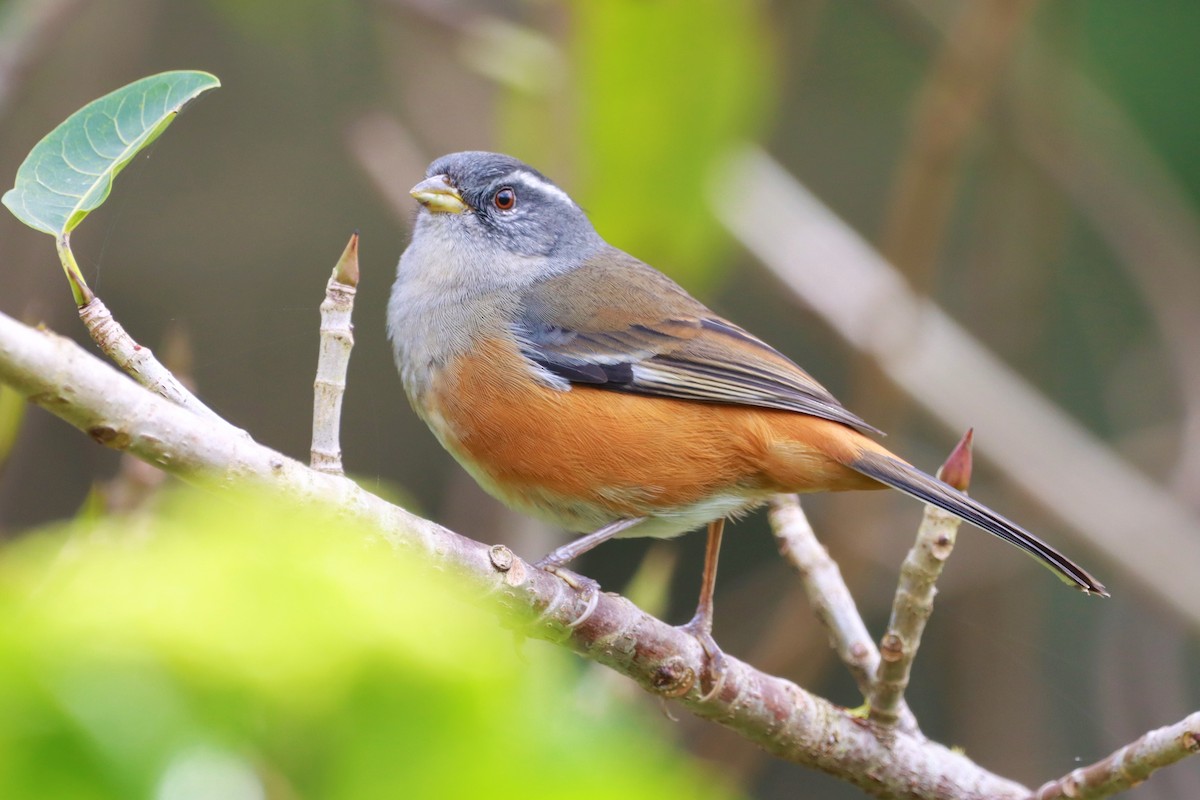 Gray-throated Warbling Finch - ML616961344