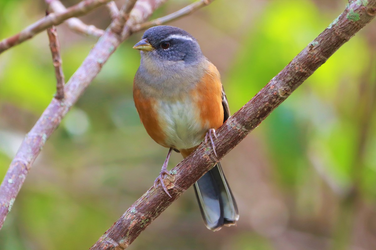 Gray-throated Warbling Finch - ML616961345