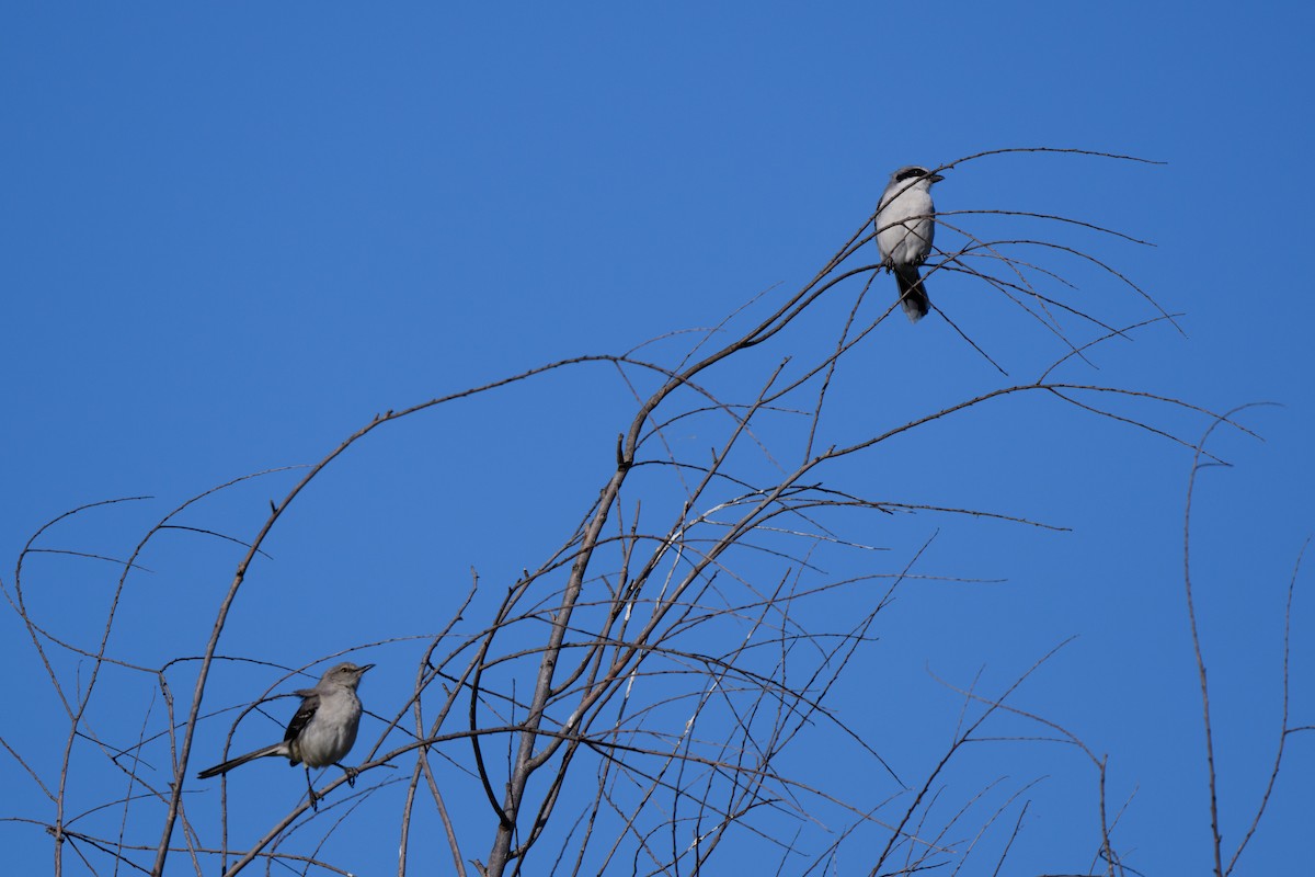 Loggerhead Shrike - John Kuenzli