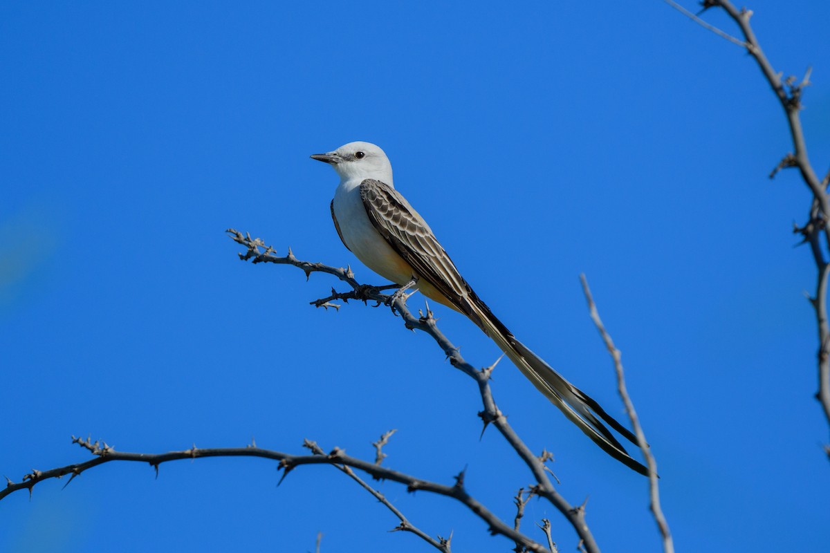 Scissor-tailed Flycatcher - ML616961367