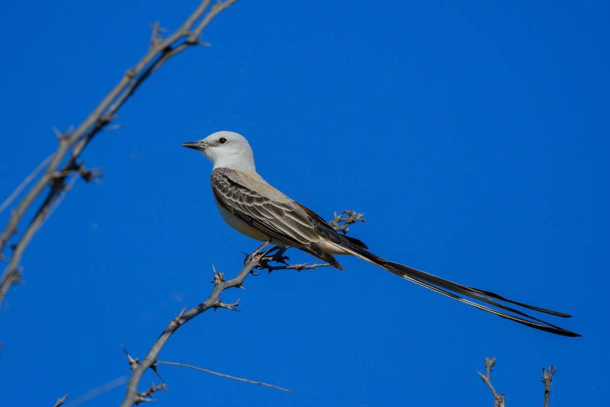 Scissor-tailed Flycatcher - John Kuenzli