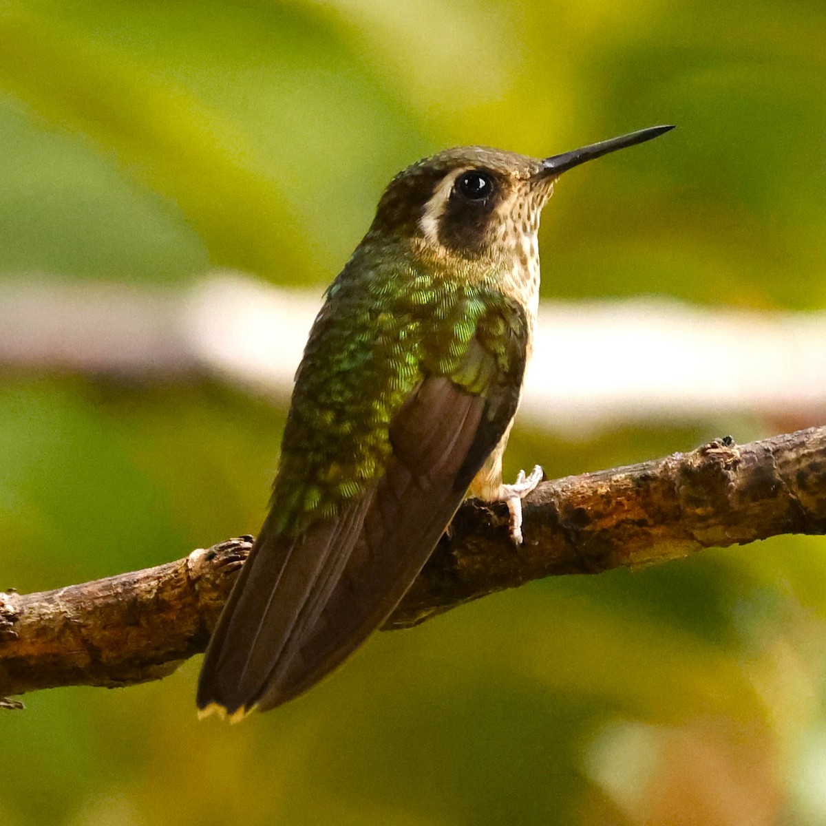 Speckled Hummingbird (melanogenys Group) - ML616961388