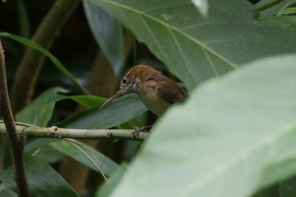 Long-billed Gnatwren - ML616961406