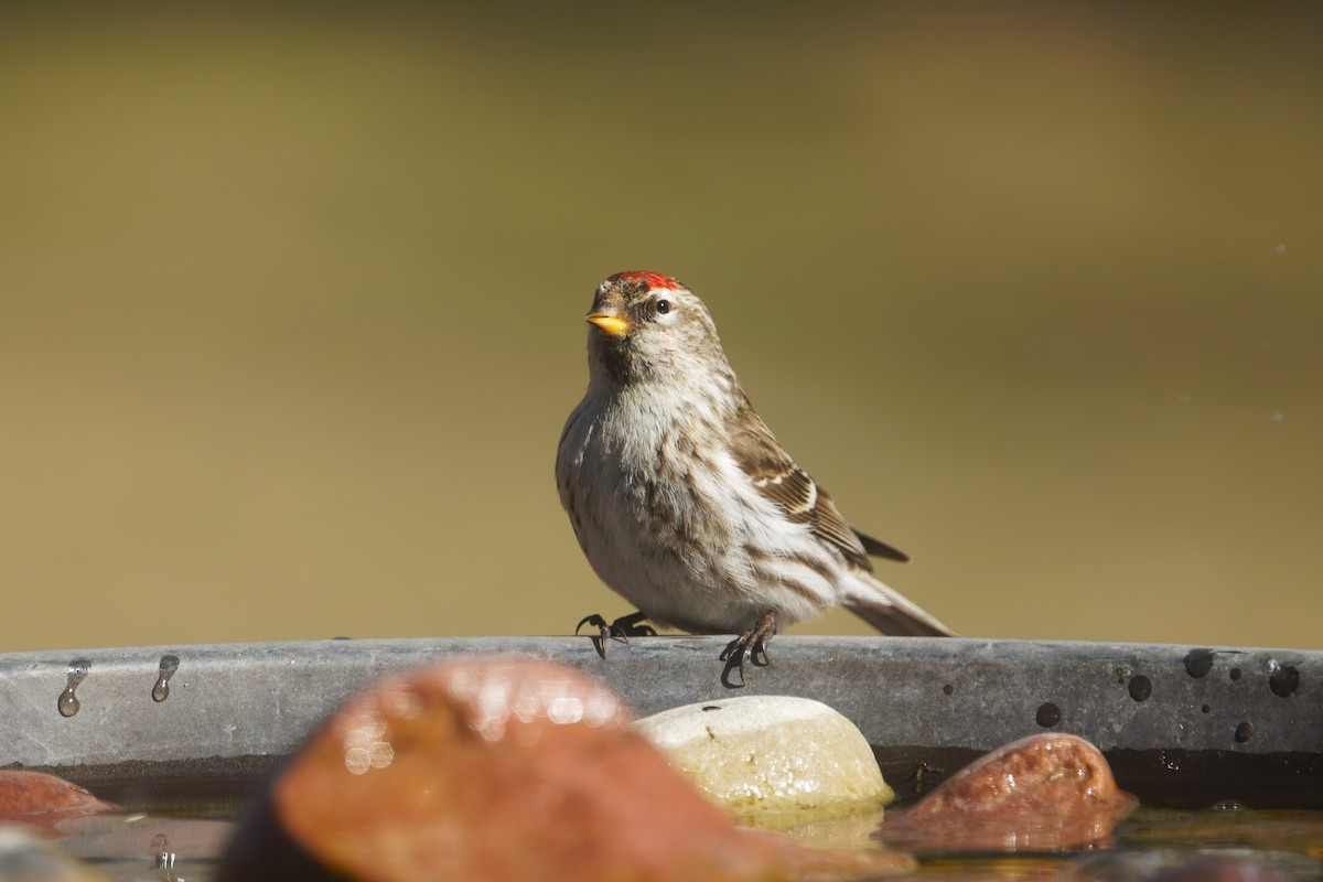 Common Redpoll - ML616961414