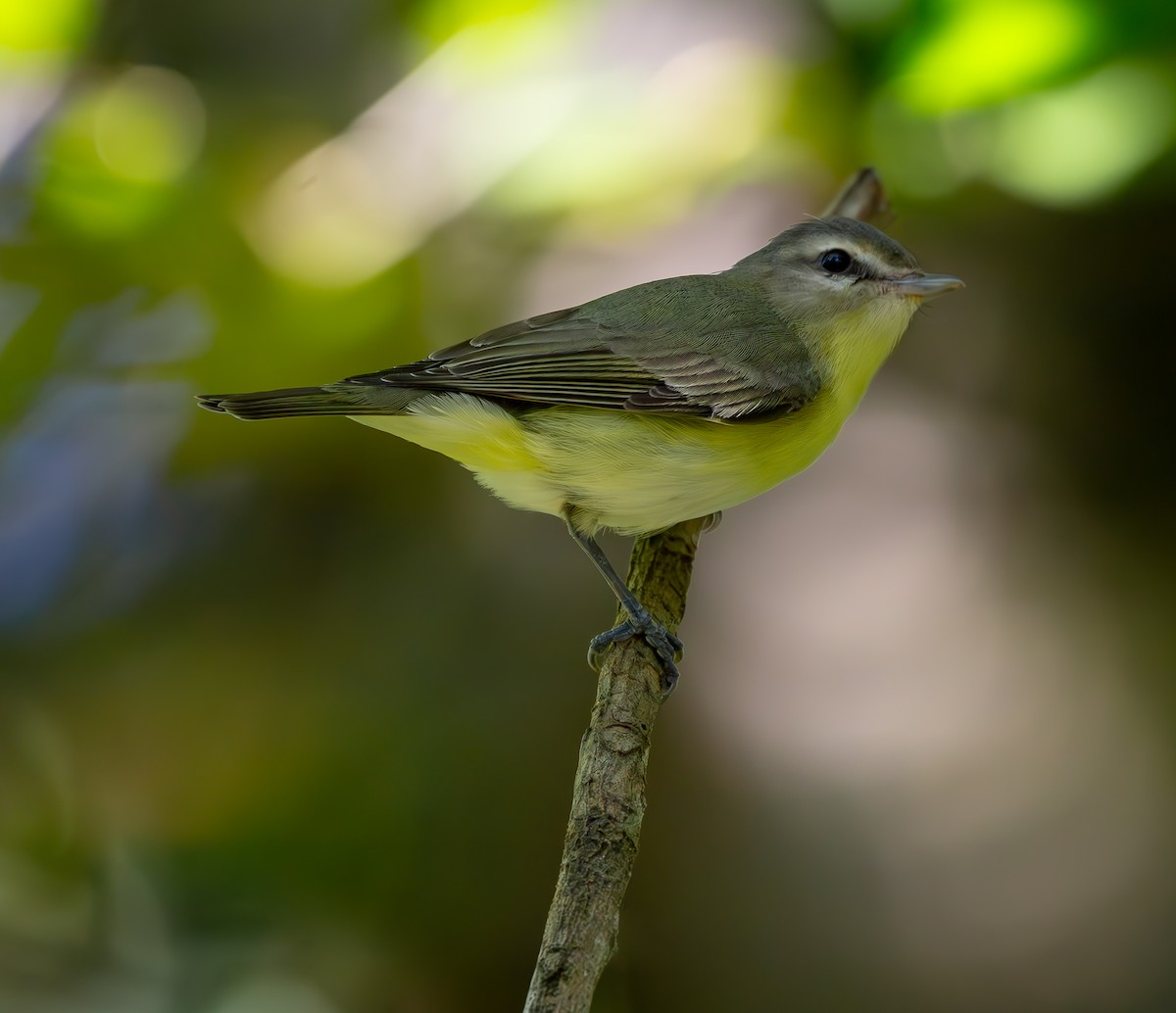 Philadelphia Vireo - Alejandro Vidal