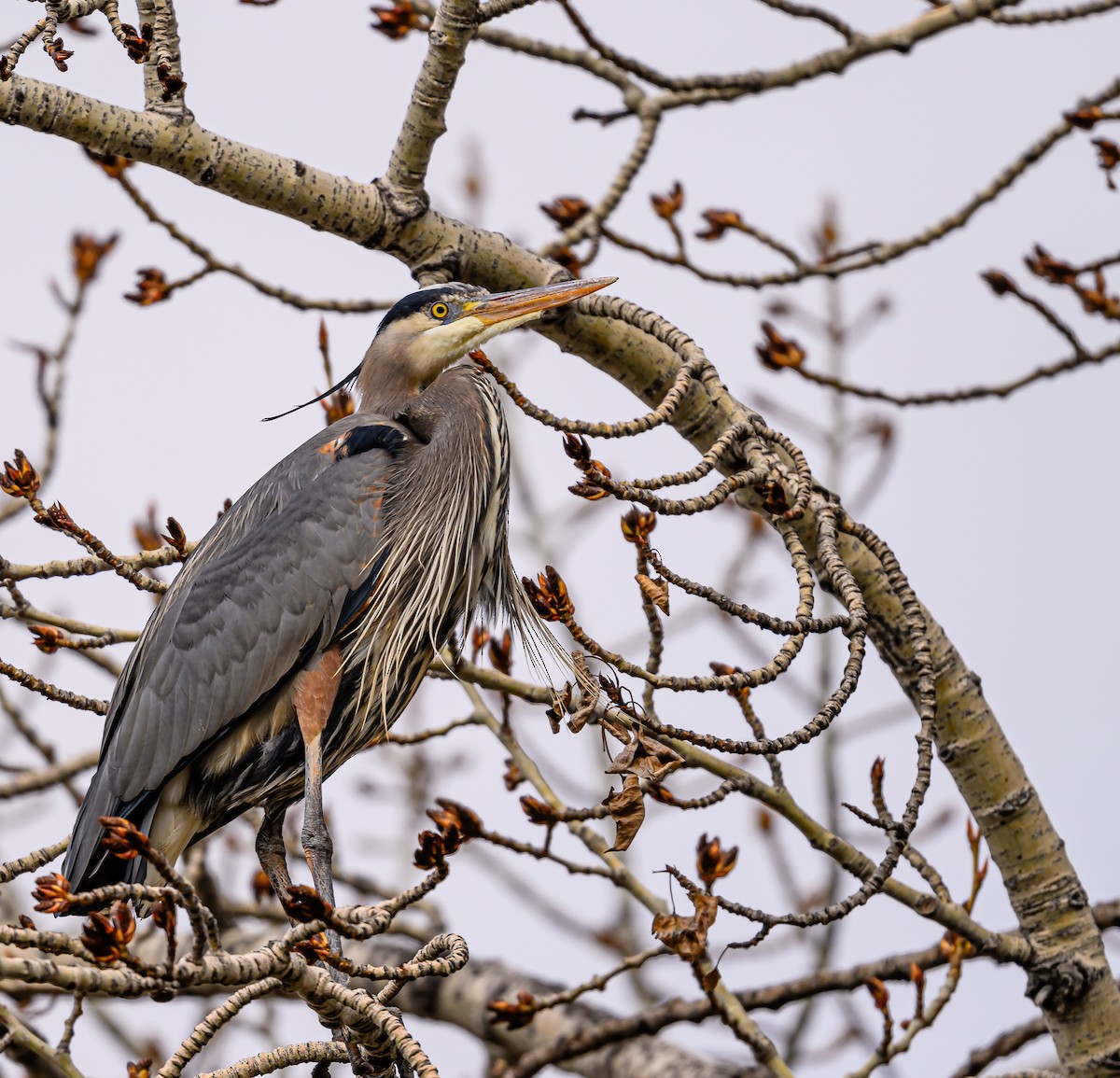 Great Blue Heron - Ken Miracle