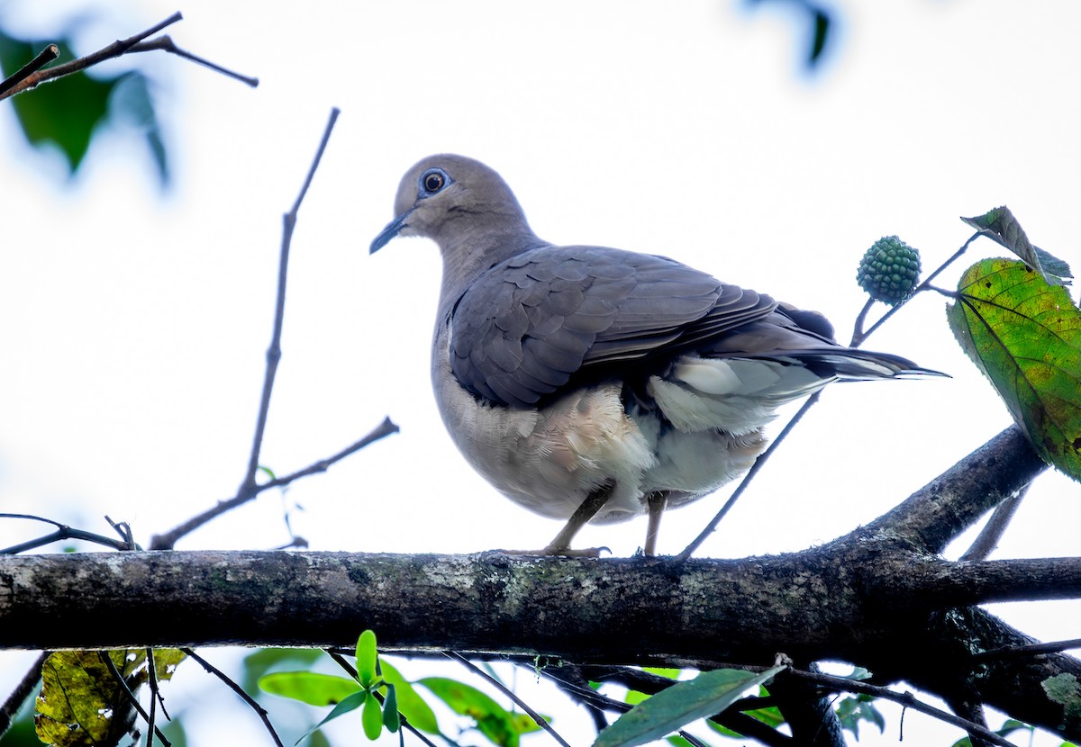 White-tipped Dove - Alejandro Vidal