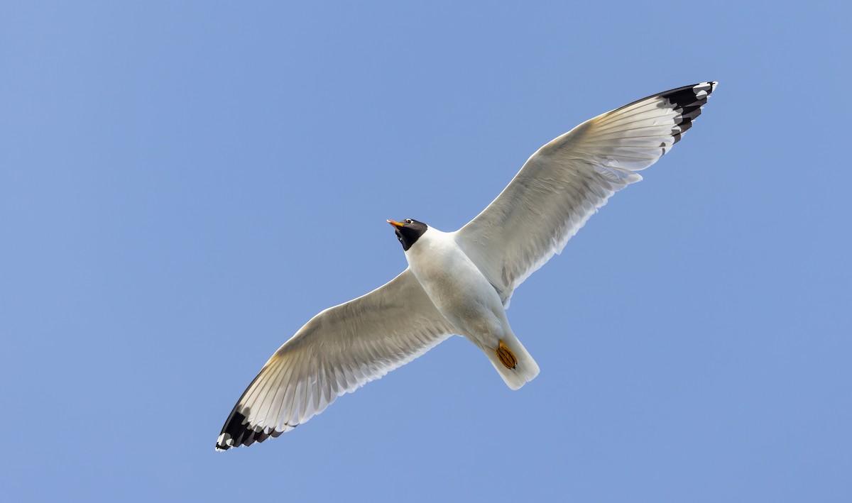 Pallas's Gull - ML616961474