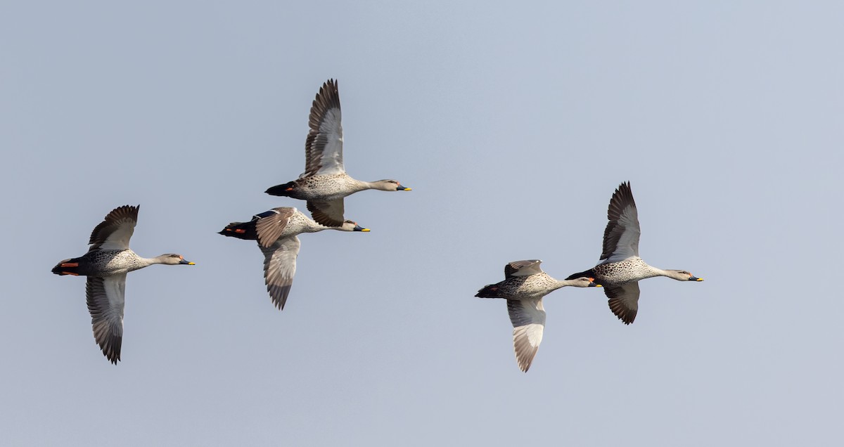 Indian Spot-billed Duck - ML616961507