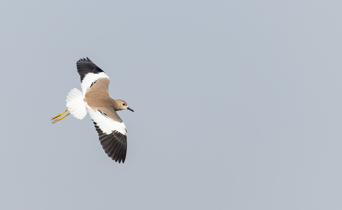 White-tailed Lapwing - ML616961530