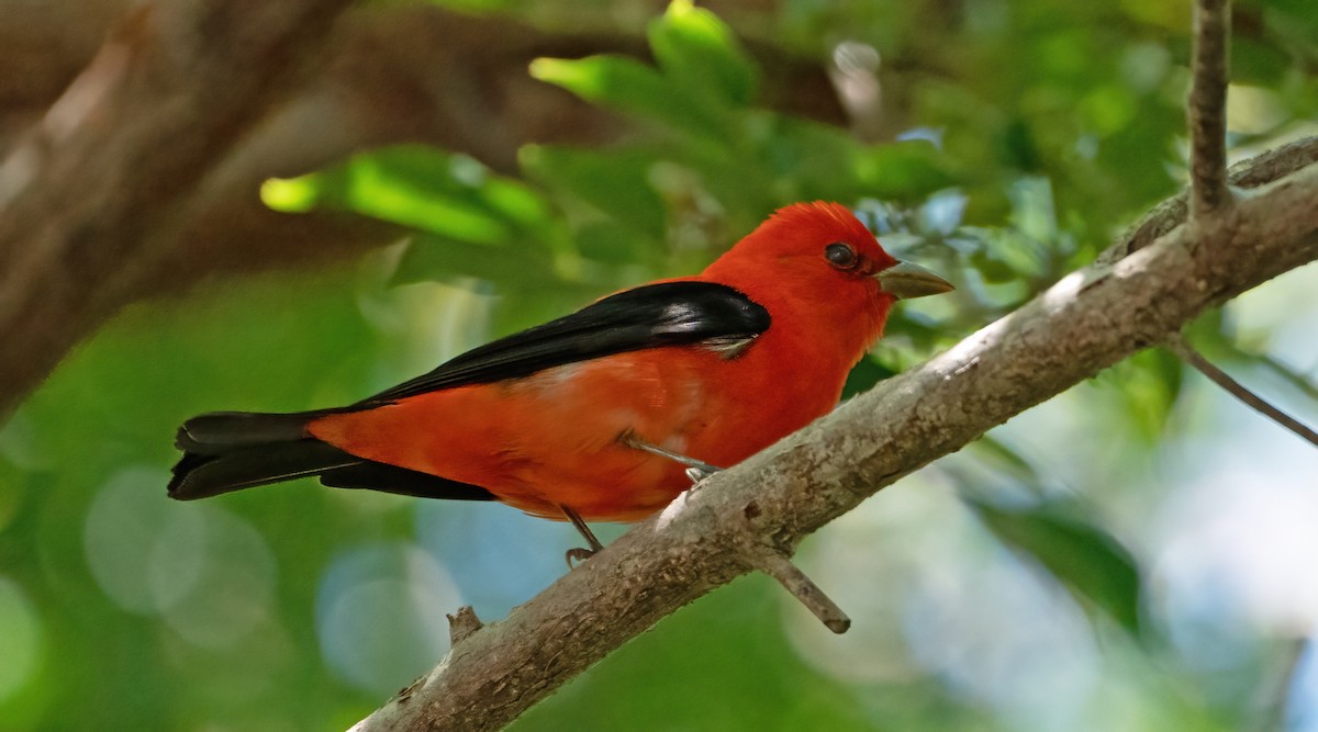 Piranga écarlate - ML616961545