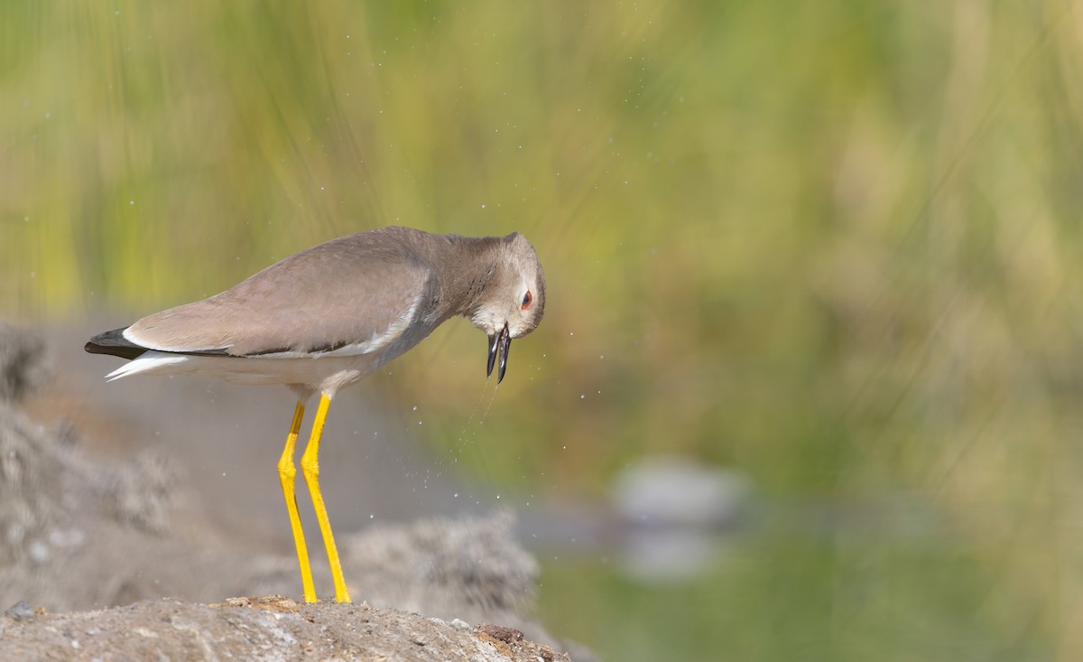 White-tailed Lapwing - Ian Davies