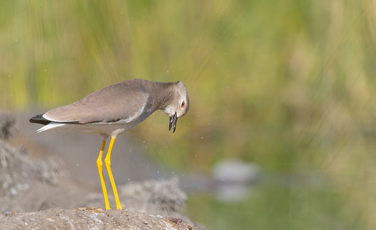 White-tailed Lapwing - ML616961566