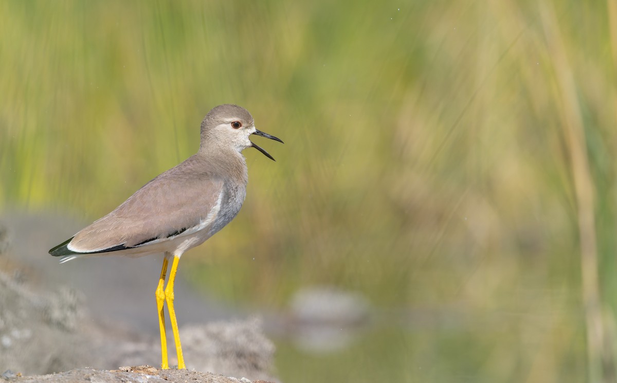 White-tailed Lapwing - Ian Davies