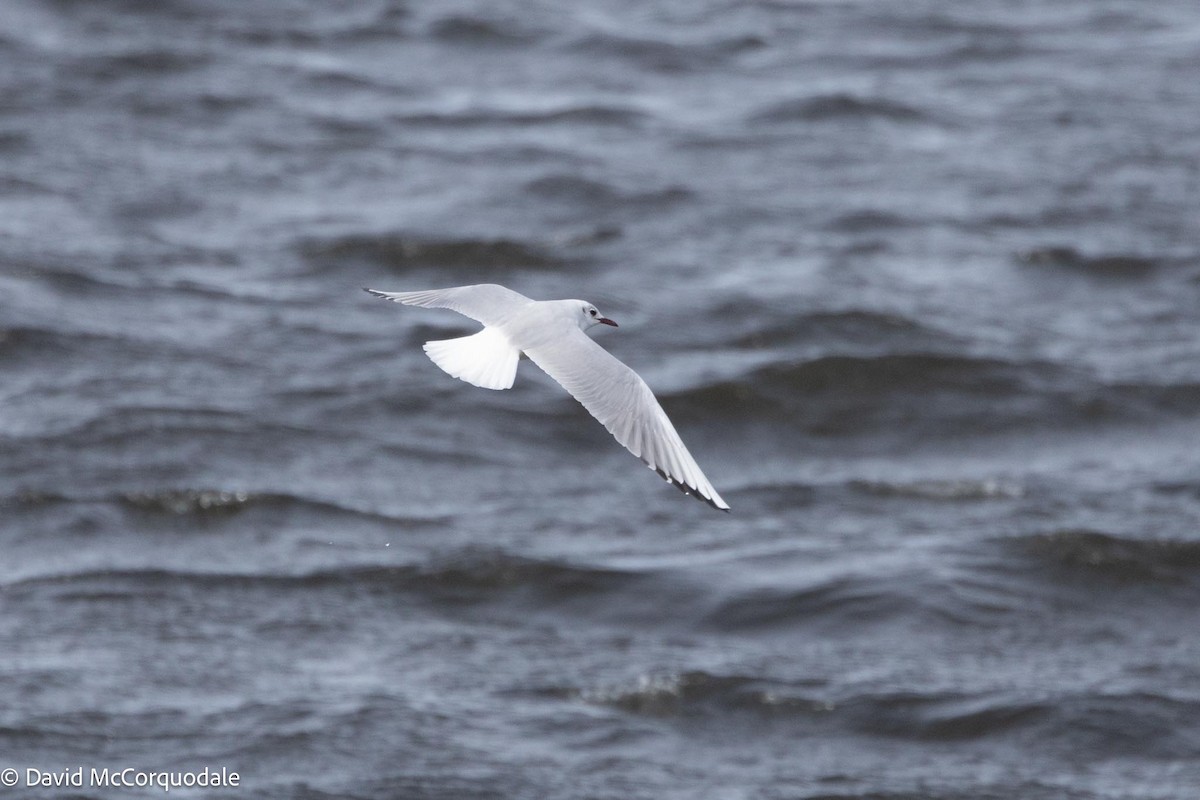 Black-headed Gull - ML616961622